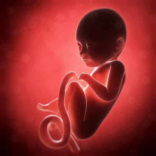 Photo - foetus à 11-12 semaines de grossesse