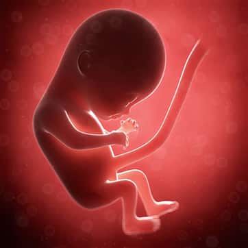 Image - bébé à 15-16 semaines de grossesse