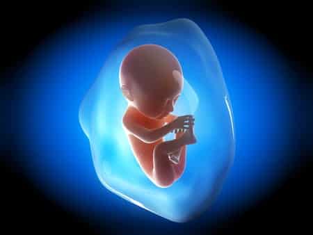 Image - foetus dans sa poche utérine