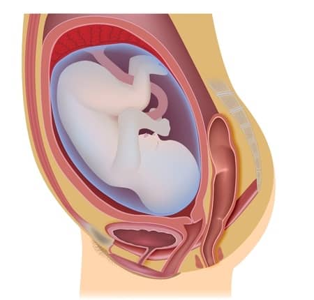 Image - bébé dans le ventre de maman - 31-32 semaines de grossesse