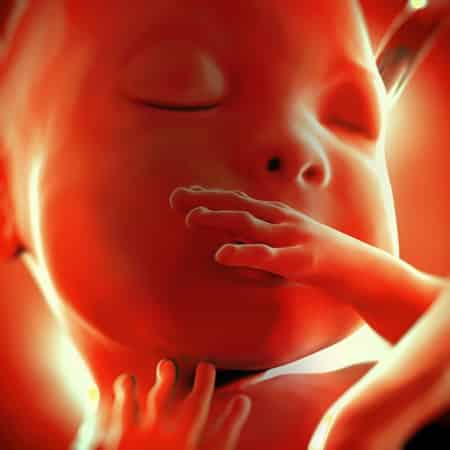 Image - bébé dans le ventre de maman - 29-30 semaines de grossesse