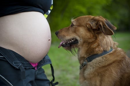 Photo - femme enceinte et son animal domestique, un chien