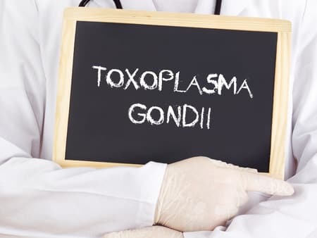 Photo - Toxoplasma gondii et médecin