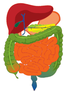 Image - système digestif intestinal