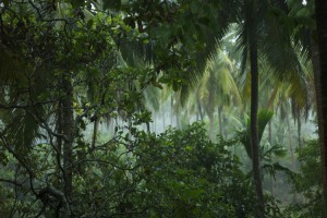 Photo : Virus Zika et la grossesse - forêt tropicale