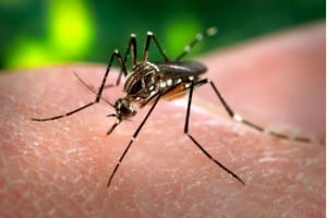 Photo : Virus Zika et la grossesse - moustique