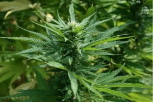 Photo - Plante de marijuana, cannabis et grossesse