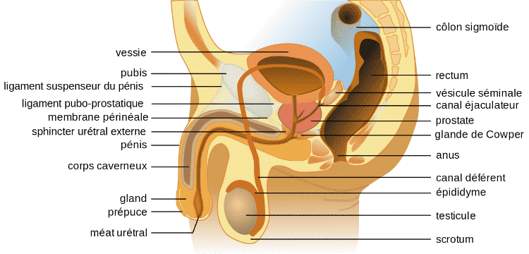 Photo : Infertilité : Appareil reproducteur masculin