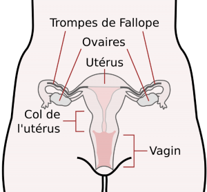 Photo : Infertilité : Système de reproduction féminin