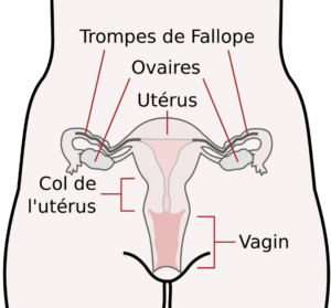 Photo : Infertilité : Système de reproduction féminin